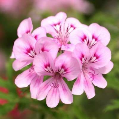 Pelargonium Lara jester...