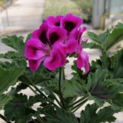 Pelargonium Orset Mango...