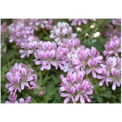 Pelargonium Little Gem vaso...