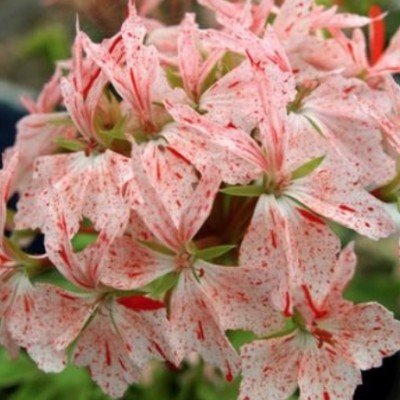 copy of Pelargonium Vectis...