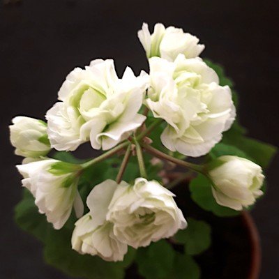 Pelargonium midori bukevaso...