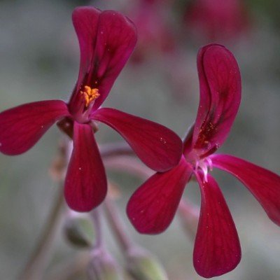 Pelargonium Sidoides vaso 10