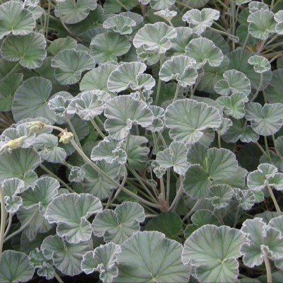 Pelargonium Sidoides vaso 10