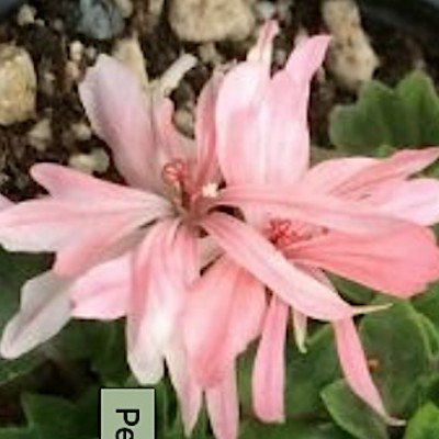 Pelargonium Bonny zonale...