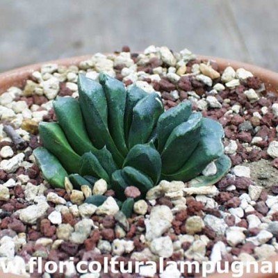 Haworthia Truncata swyrli