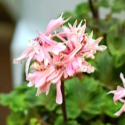 Pelargonium Bonny zonale...