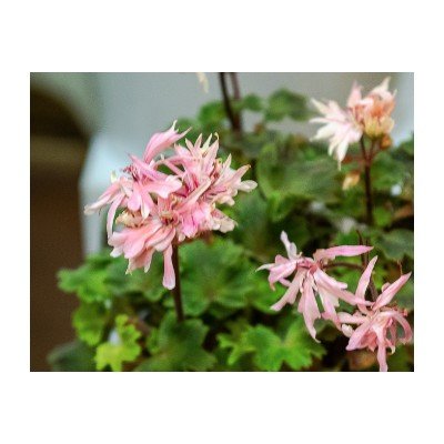 Pelargonium Bonny zonale...