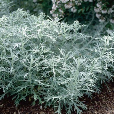 Artemisia ludoviciana...