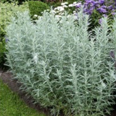 Artemisia ludoviciana...