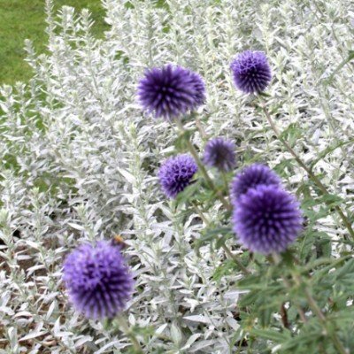 Artemisia ludoviciana...