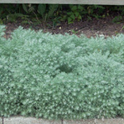Artemisia schmidtiana nana...