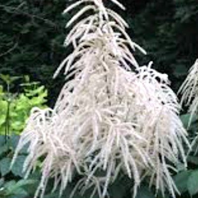 Aruncus aethusifolius vaso 9