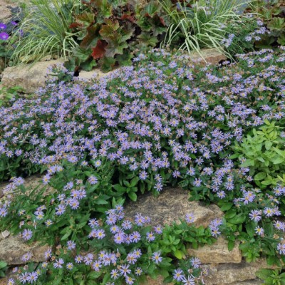 Aster ageratoides adustus...