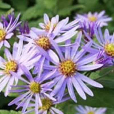 Aster ageratoides adustus...