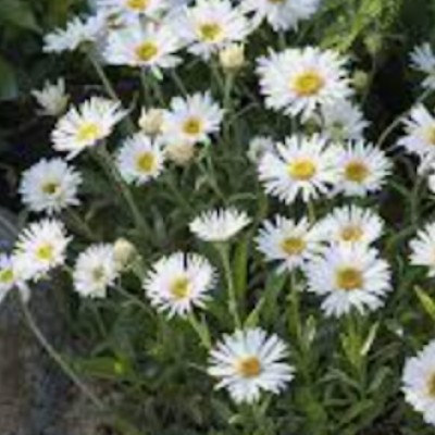 Aster alpinus albus