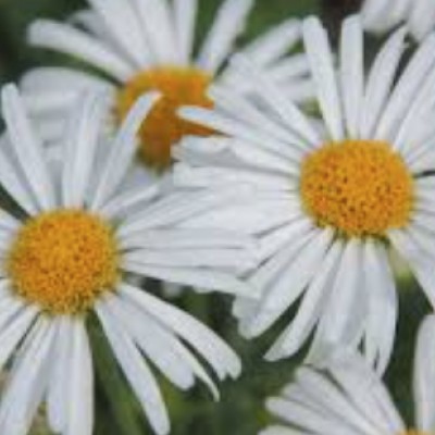 Aster alpinus albus