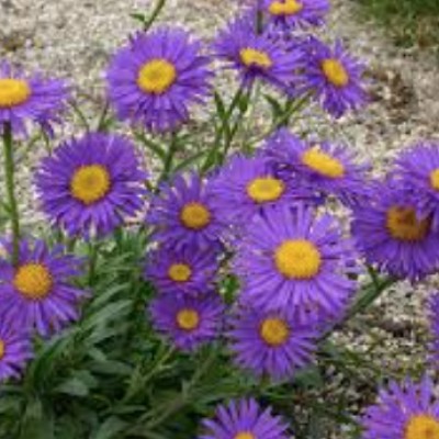 Aster alpinus goliath