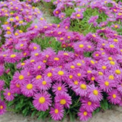 Aster alpinus  happy end