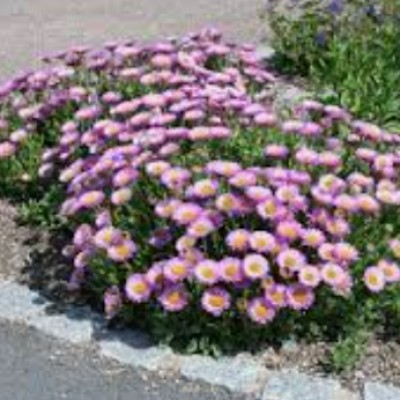 copy of Aster alpinus albus