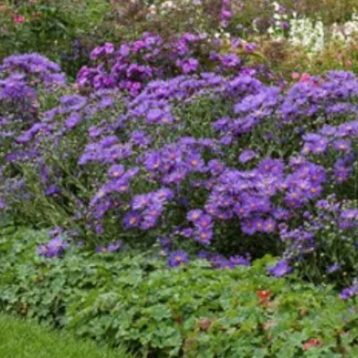 copy of Aster alpinus albus