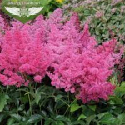 copy of Astilbe Chinensis...