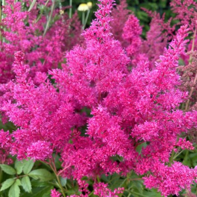 Astilbe Arendsii Astary...