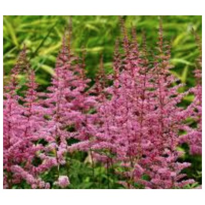 copy of Astilbe Chinensis...