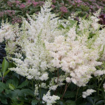 copy of Astilbe Chinensis...