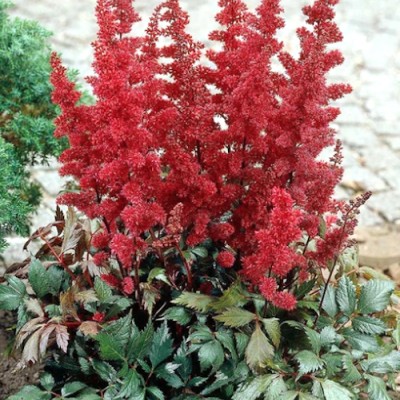 Astilbe Arendsii Fanal...