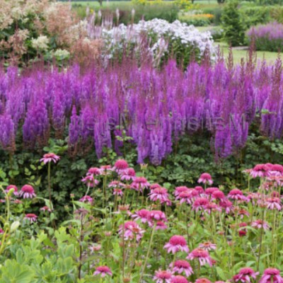 Astilbe Cinensis Taquetii...