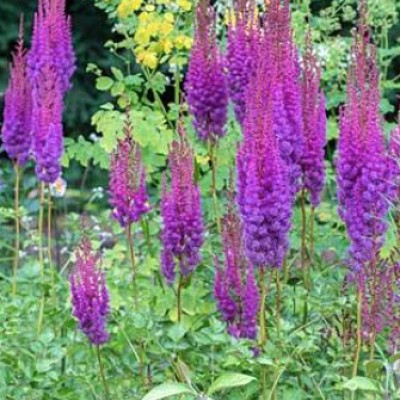 Astilbe Cinensis Taquetii...