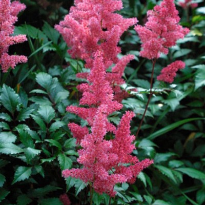 Astilbe Cinensis Pumila...