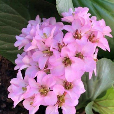 Bergenia Cordifolia altezza...