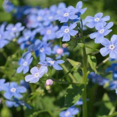 Brunnera Macrophylla...