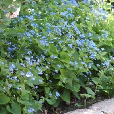 Brunnera Macrophylla...