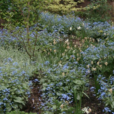 Brunnera Macrophylla...