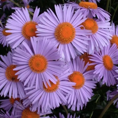 ASTER tongolensis...