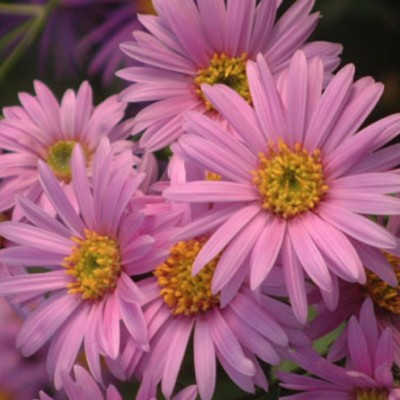 Aster Amellus Rosa Erfullung