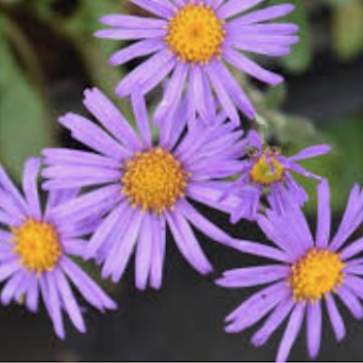 copy of ASTER tongolensis...