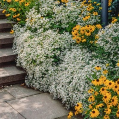 Aster Divaricatus