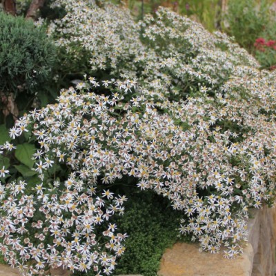 Aster Divaricatus