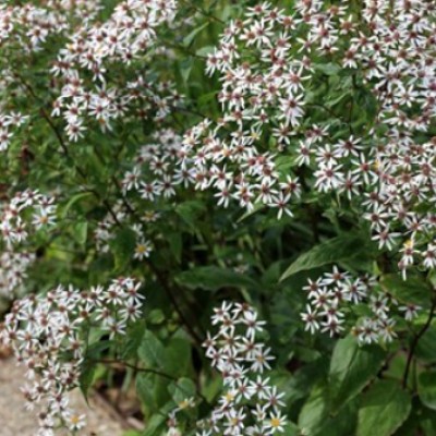 Aster Divaricatus