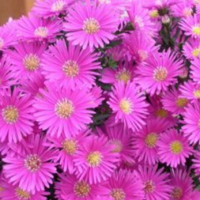 Aster Dumosus Jenny