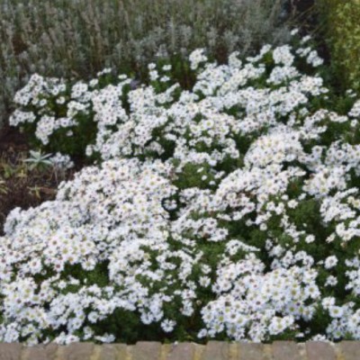 Aster dumosus kristina