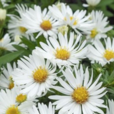 copy of Aster Divaricatus