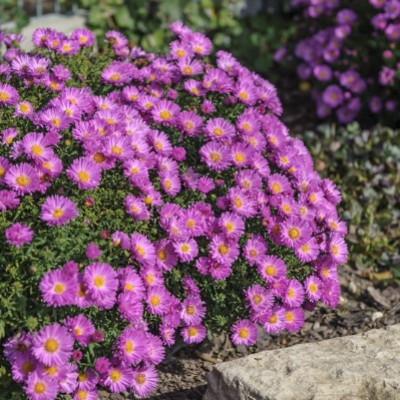 Aster dumosus Nesthakchen