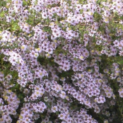 Aster ericoides Elkonig