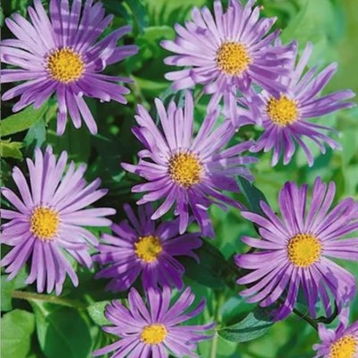 Aster Frikartii 'Wunder Von...