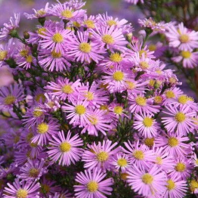 Aster Pringlei pink Star