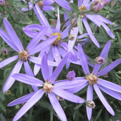 Aster sedifolius nanus